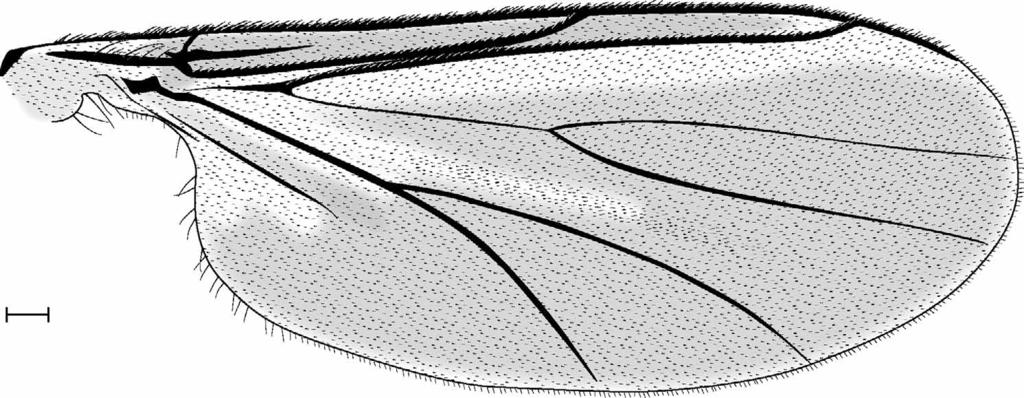 fied into a 6-tined comb (Fig. 12); in female, tarsal claw simple; empodium pulvilliform. Wing (Fig.