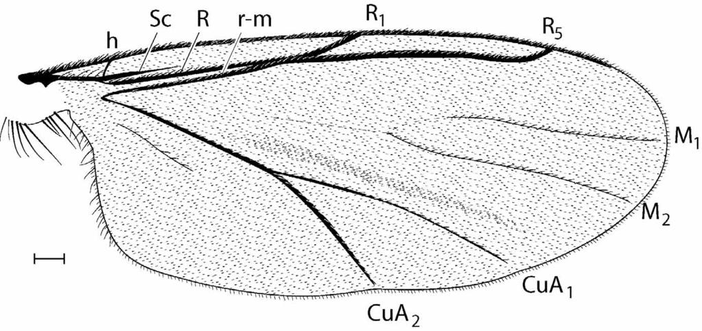 dark brown setae, approximate femur length to tibia length ratio 1.2 (foreleg), 1.2 (midleg), and 0.9 (hindleg).