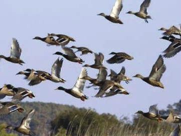 North Central Texas is within the migration route of multiple species of waterfowl although many species, such as the mallard duck and Canada goose, remain as year-round inhabitants.