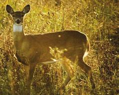 Leaves, stems and buds provide a year-round staple for deer. In the spring and summer, deer can be found grazing on wildflowers and, when seasonally available, berries and fruits.