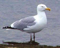 Common Regional Species Gulls feed over land and water, generally for terrestrial invertebrates and small vertebrates, plant remains, carrion and trash.
