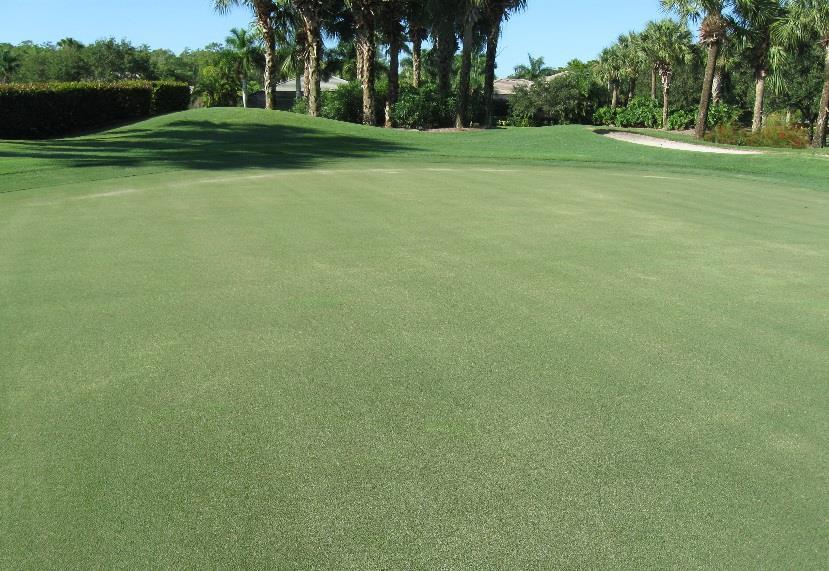 firmness and smoothness. Selected areas of fairways received an application of compost material.