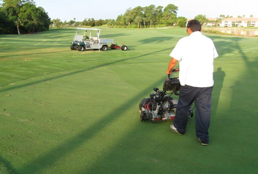 We have been carrying out weekly light verticut applications coupled with light topdressing to all of the greens. This aids in maintaining faster speeds and smoother putting surfaces.