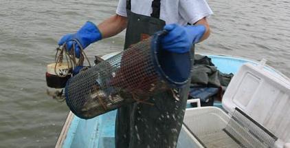 Marine-life fishery hand harvest only 100/person/day no total annual limit