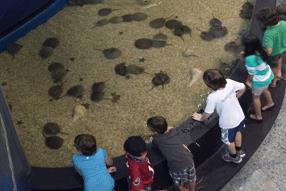 aquarium trade Some specimens are used for research and