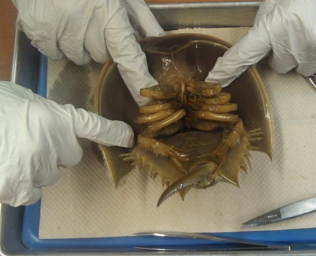 The Horseshoe Crab can be a unique specimen for any aquarium