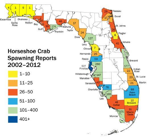 East Coast In FL breeding occurs in all coastal counties West Coast From Florida FWCC website on-line, voluntary reporting
