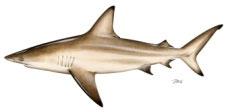 above threshold but below target; operational assessment scheduled for 19 * Coastal Sharks Varies by species & species complex * Cobia N N