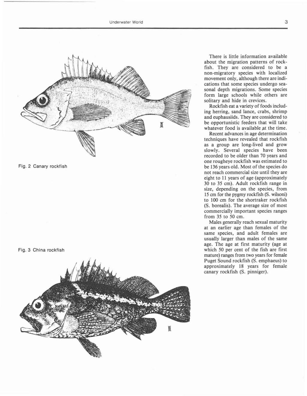 3 Fig. 2 Canary rockfish Fig. 3 China rockfish There is little information available about the migration patterns of rockfish.