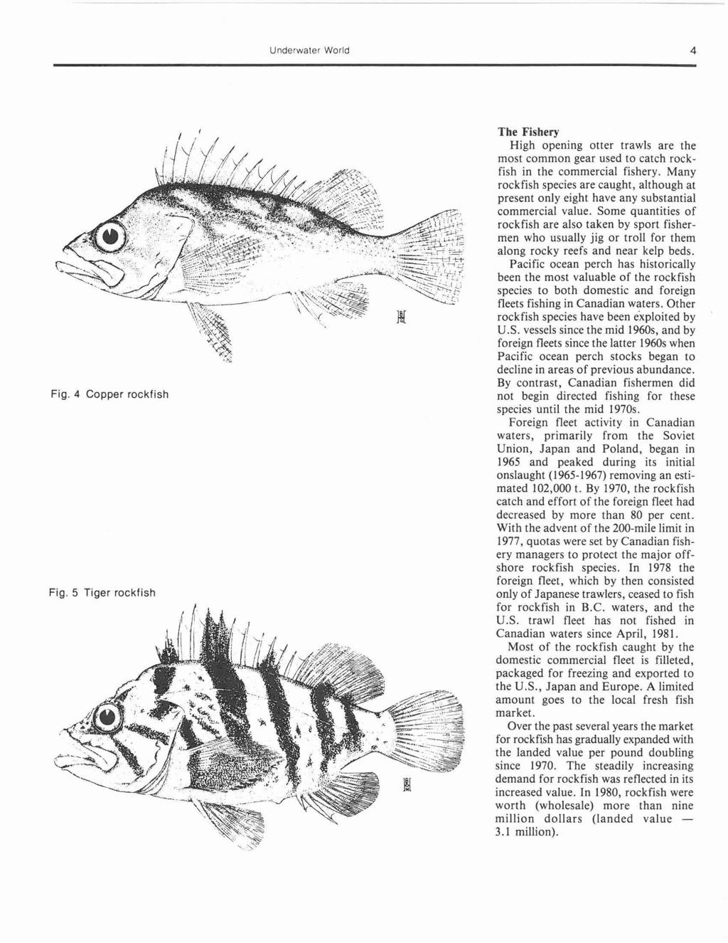 4 Fig. 4 Copper rockfish Fig. 5 Tiger rockfish The Fishery High opening otter trawls are the most common gear used to catch rockfish in the commercial fishery.