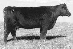 breed s highest growth females with a Weaning Weight EPD of +59 and a Yearling Weight EPD of +100 who sold to Powers Angus of Virginia as the $52,000 topselling female of the 2000 Locust
