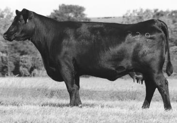 MILL BRAE ISABEL FAMILY LB 6807 ISABEL 339 - Lot 20 20 Cow Calved: 2-6-93 Tattoo: 339 Reg. No.