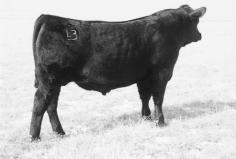 31 Brae Sale who sold for $2,750 to JM Swart of Seneca, Kansas from the mating of the high performance Pathfinder Sire Krugerrand of Donamere 490 to a productive Mill Brae donor dam who combines a