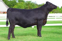 2 CONNEALY CONSENSUS 7229 Sire of Lot 2