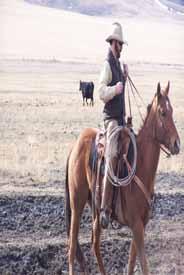 Weavers Lone Poco 5 Year Old Gelding Cattlemen Take Notice! This is a tough, sturdy cow horse that can go all day and then some!