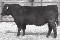 Nice $Values awesome daughters 8 C Bar Resource 7151 Calved: 02/07/2017 Reg: 19009684 EPDs Dam BW +4.2 +5.