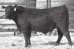 6 +1.1 +53 +22 +90 3.48 92 12.9 98 0.21 88 0.23 72 +2 I+.10 I-.04 I+.022 Calving Ease HH $EN -4.89 $W 47.59 $F 42.93 $G 12.81 $B 27.90 Had an actual weaning weight of 761.