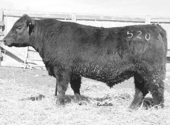 23 SC 37.1 Frame 5.3 +1.0 +66 +129 +20 +47.07 +107.73 +91.00 k High quality heifer bull by Cash. k Big time EPD spread bull out of a super Ten X 1st calf heifer.