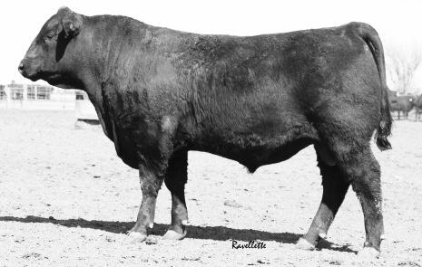 Introducing our new herd sires the next step! BT Heavy Duty 1284 Reg.