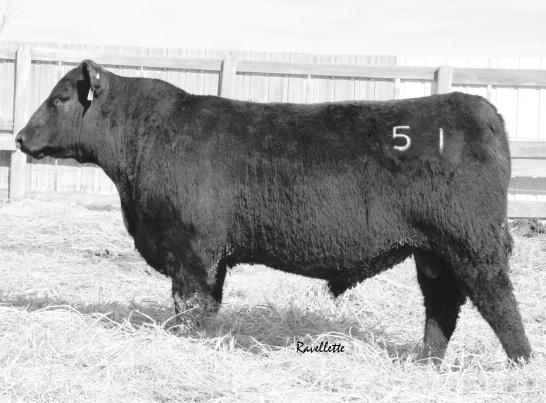Sire: K Bar D Joe Canada 18Y Little Joe was a member of the Krebs Ranch pen of three in Denver. He was the high selling bull at the 2014 Krebs sale.