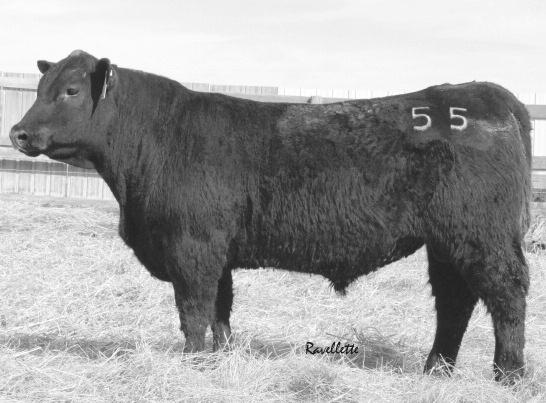 Co-high selling Identity bull of the 2014 bull sale. He is a very docile, moderate framed bull, who sires a lot of length and muscle. We feel his daughters will make excellent cows.