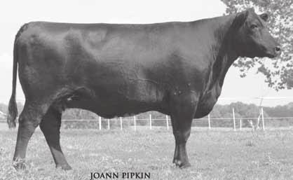 Clearwater Edella Family Clearwater Edella J 1670 She sells as Lot 24.