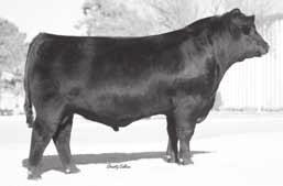 Clearwater Show Heifers 49 51 BR Midland Sire of Lot 49.