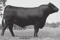 Spring Calvers Fall Calving Cows Clearwater 6106 EXT 215 2006 Grand Champion Bull of the Ozark Empire Fair and the Jr. Champion Bull of the 2006 Missouri State Fair. His service sells.