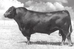 She ranks in the top 4% of the breed for Yearling Weight EPD and in the top 10% of the breed for Weaning Weight EPD. Bred to calve February 4, 2007, to TC GRIDIRON.