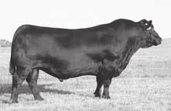 Fall Calving Cows 85 86 DHD Traveler 6807 His influence sells.