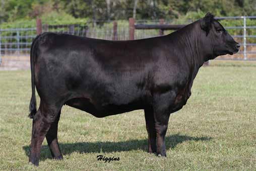 RITA FAMILY 8A Spruce Mtn Rita 4555 / The $27,000 full sister to the dam of Lots 8A through 8C in the Wilks Ranch program.