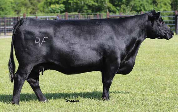 HENRIETTA 2912 9 Deer Valley Henrietta 2912 / A feature of the recent Southern Select sale, former Banner Elite Genetics headliner and donor dam of Lot 9.