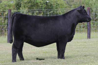 QUEEN EVA FAMILY Craft Queen Eva 905-104 / The powerful and proven dam of Lots 10A and 10B.