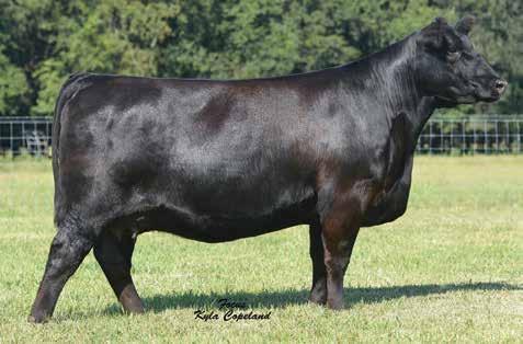 99 Selling a flush of six embryos by the bull of the buyer s choice with readily available semen and all embryos above six can be acquired by the purchaser at a prorated price of the flush.