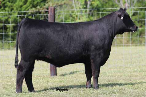 FALL YEARLINGS 25 25 Banner Delia 1692 BIRTH DATE: 9-8-2016 COW 18827590 TATTOO: 1692 #Mytty In Focus [RDF] #SAF Focus of ER AAR Ten X 7008 SA Mytty Countess 906 #15719841 #AAR Lady