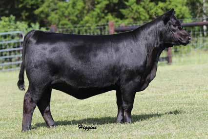 PERFORMANCE HEIFERS 27A 28A 27A Banner Royal Lass 1709 BIRTH DATE: 1-10-2017 COW 18826879 TATTOO: 1709 #+Basin Payweight 006S #Vermilion Payweight J847 Basin Payweight 1682 +Basin Lucy 3829 +17038724