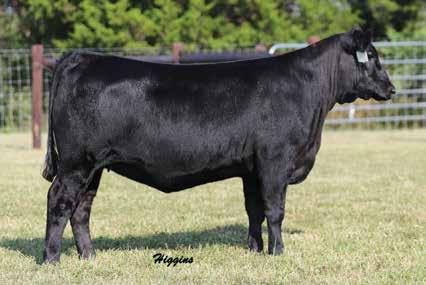 PERFORMANCE HEIFERS 29A 30A 29A Banner Lady Miss 1714 BIRTH DATE: 1-17-2017 COW 18826875 TATTOO: 1714 #Connealy Consensus 7229 #Connealy Consensus Connealy Black Granite Blue Lilly of Conanga 16