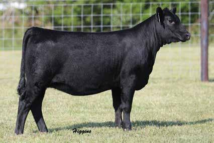 PERFORMANCE HEIFERS 32A Banner Forever Lady 1704 BIRTH DATE: 11-1-2016 COW 18827781 TATTOO: 1704 #Connealy Impression #Connealy Reflection MAR Innovation 251 Pearl Pammy of Conanga 194 16983331 #MAR