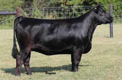 BRED HEIFERS 34 34 Banner Princess 1647 BIRTH DATE: 3-1-2016 COW 18502459 TATTOO: 1647 #Connealy Consensus 7229 #Connealy Consensus VAR Generation 2100 Blue Lilly of Conanga 16 17171587 +Sandpoint