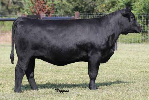 Shaw Lady Substantial 641 BIRTH DATE: 1-13-2016 COW 18422846 TATTOO: 641 #Benfield Substance 8506 #+HA Image Maker 0415 Mohnen Substantial 272 Benfield Edella 1105 17292558 Mohnen Glyn Mawr Elba 1758