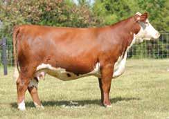 She s was produced by a great uddered, powerful 88X dam. She herself should follow in the same footsteps as her mother. 45 Recovery date 12-23-2014 SW 88X Bonnies Ribeye 3191 / The dam of Lot 44.