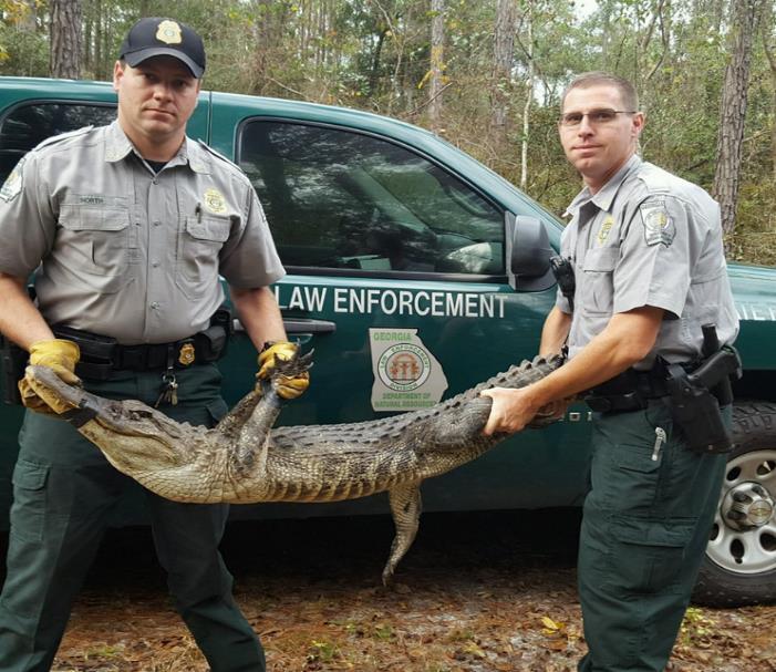 ECHOLS COUNTY On December 3 rd, Ranger Daniel North received a call from a deputy that a six-foot alligator was in a citizen s yard.