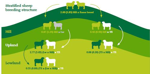 Traditional crossbreeding structure Hill ewe numbers decreasing Lw = Longwool crossing breeds e.g. Bluefaced Leicester TS = Terminal Sire breeds e.