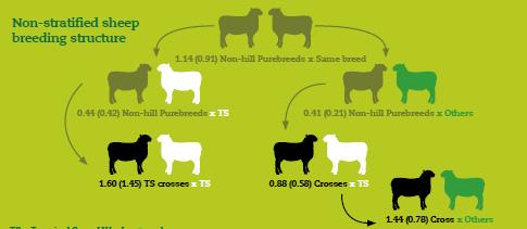 A growing structure TS = Terminal Sire breeds e.g. Suffolk 2012
