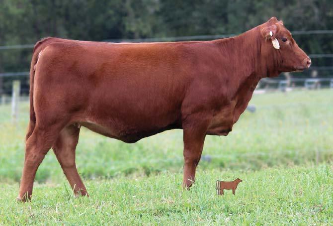Z101 RBJR ADVANCE A709 HMV MS RAMBO 502 LCC MAJOR LEAGUE A502M This January heifer should be on everyone s list she has a super-gentle disposition.