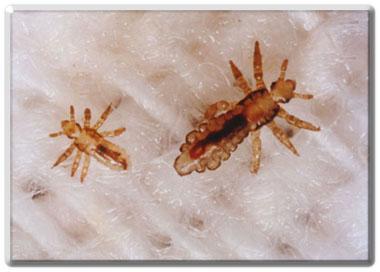 Lice About the size of a sesame seed Have six legs with claws Left blotchy red bite marks all over the body Created a sour; stale smell Carried