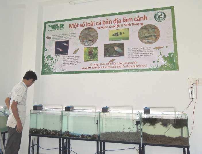 These aquariums are now being displayed for visitors and students who visit U Minh Thuong National Park in order to call them using native fishes and native aquatic weeds for