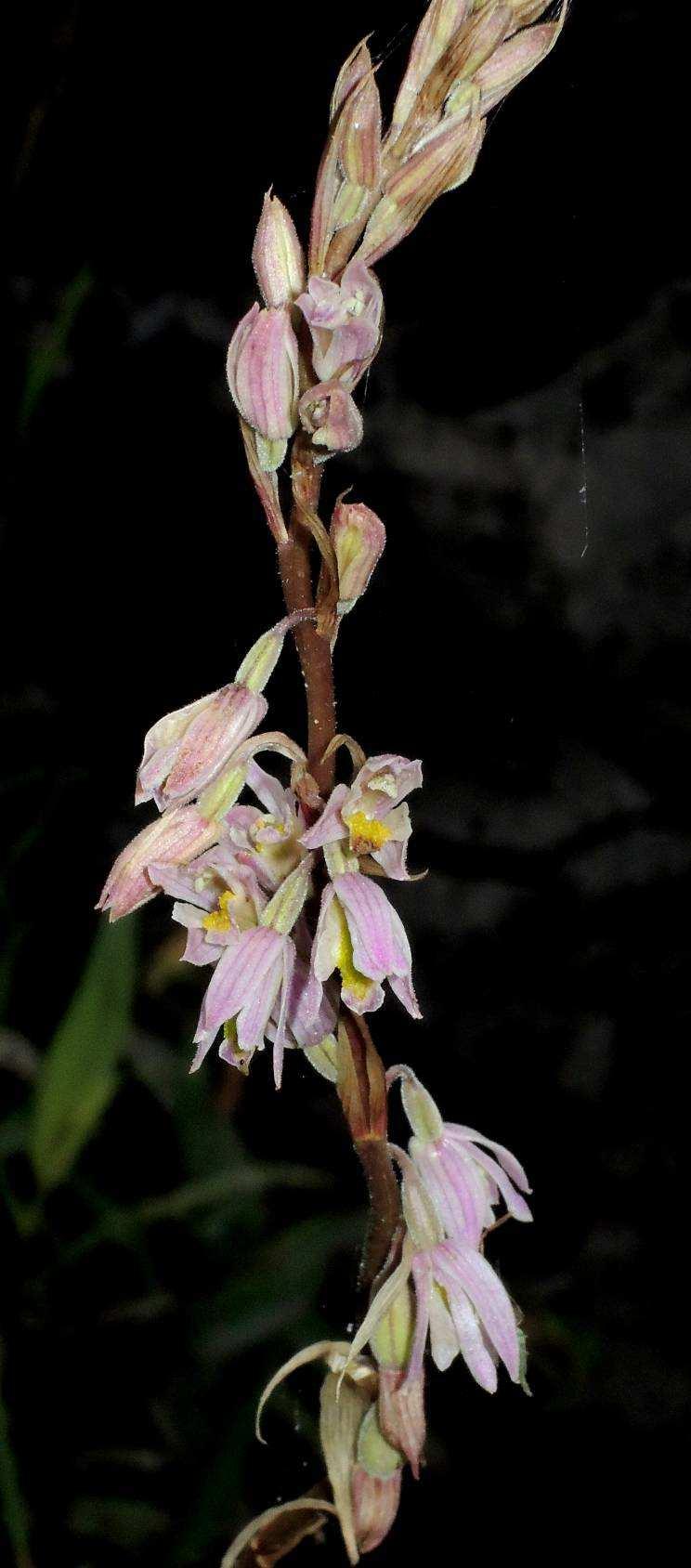 Epidendroideae recorded for the first time in the south Epidendroideae (Pachystoma pubescens) (Hậu khẩu lông) was known as an orchid species distributed in the south of Vietnam.