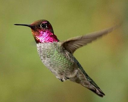 Q10. Read the passage below carefully: The humming bird gets its name from the humming sound made by its fast beating wings.