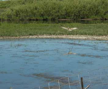 With 1 ½ miles of Henry s Fork frontage, three separate spring-fed sloughs totaling 3 miles, grain fields, numerous waterfowl enhancement projects coupled with a sound